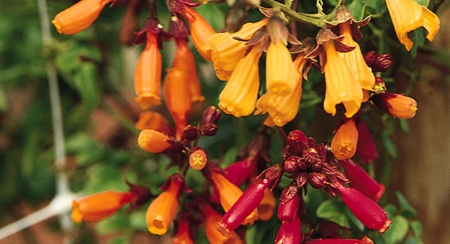 Picture for category Eccremocarpus